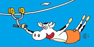 cow on zipline